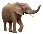 Image result for elephant pictures