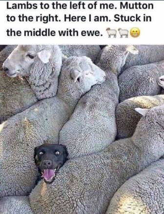 In the middle with ewe.jpg