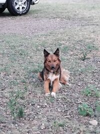 Bingara7.jpg Bingara7.jpg